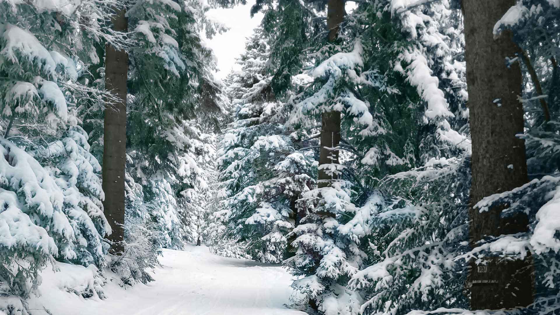 Snowy forest near Mr C’s place!